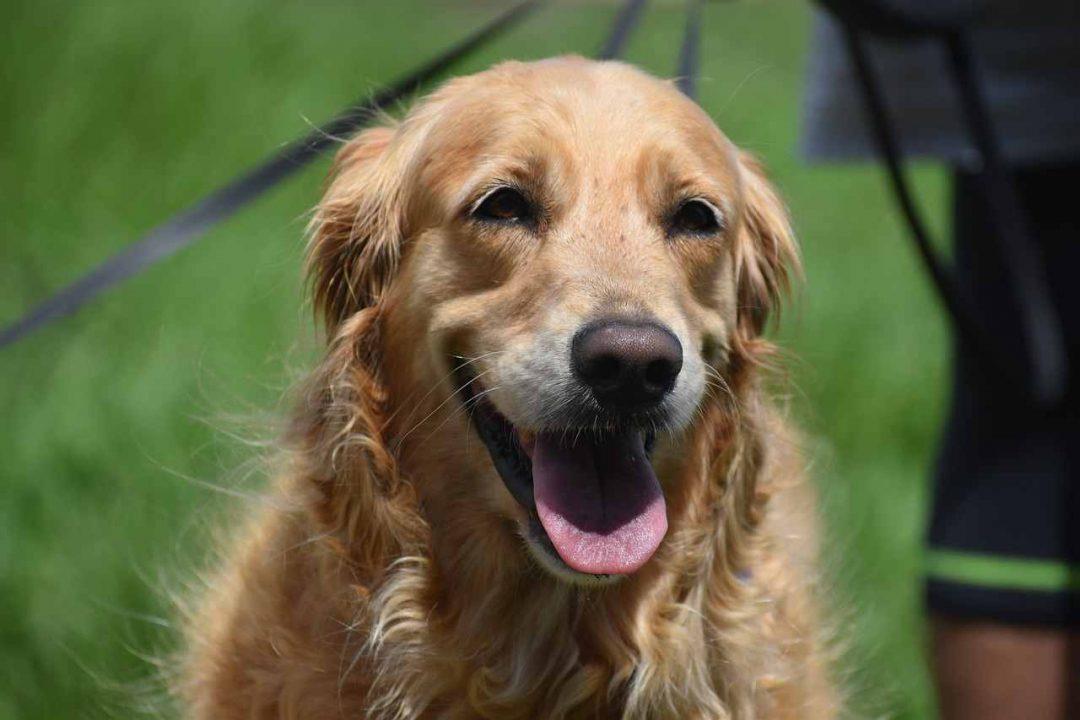 zlaty retriever