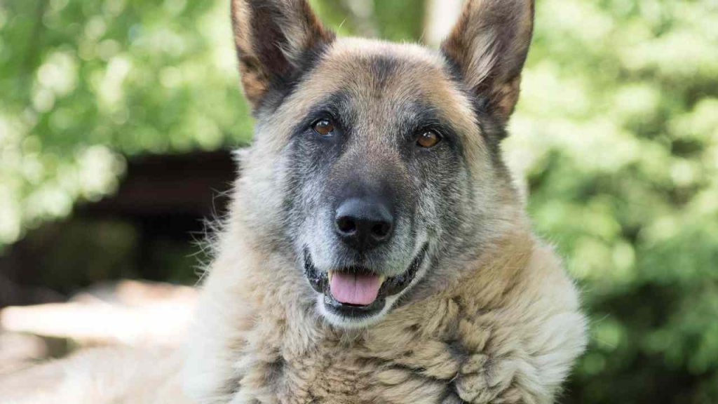 Veterinár odhalil psie plemená s 40 percent vyšším rizikom predčasnej smrti vrátane psa, ktorý žije len 5 rokov