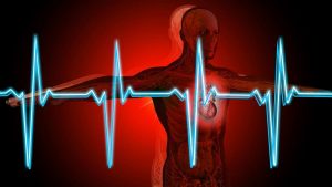 srdce a anatomia tela