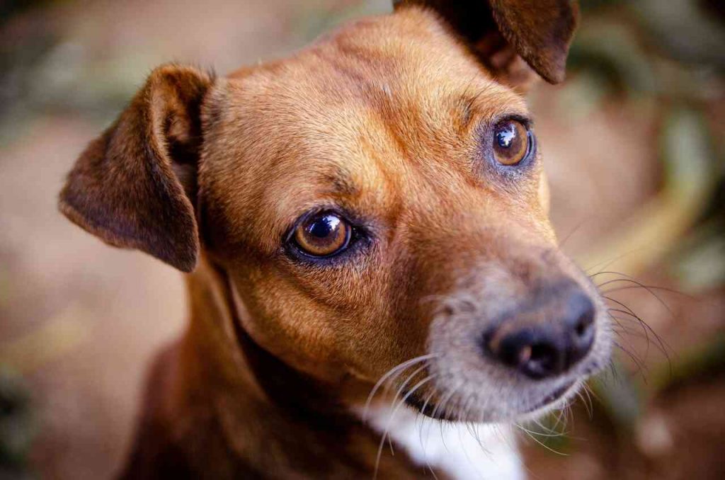 Škrabe sa tvoj pes stále za ušami? Veterinári varujú, že skutočný problém môže byť úplne inde. Situáciu...
