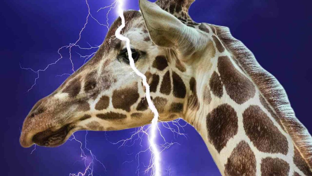 Sú žirafy viac ohrozené zásahom bleskom ako ľudia? Toto si určite netušil!