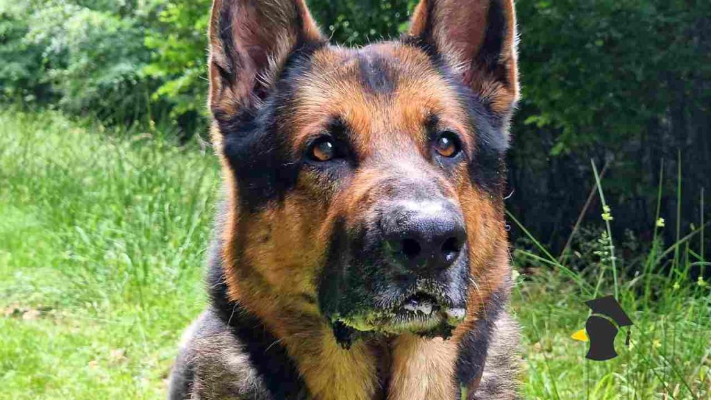 Vieš, prečo tvoj pes nikdy neprestane štekať, keď naňho kričíš? Odborníci upozorňujú na jednoduchý dôvod aj...