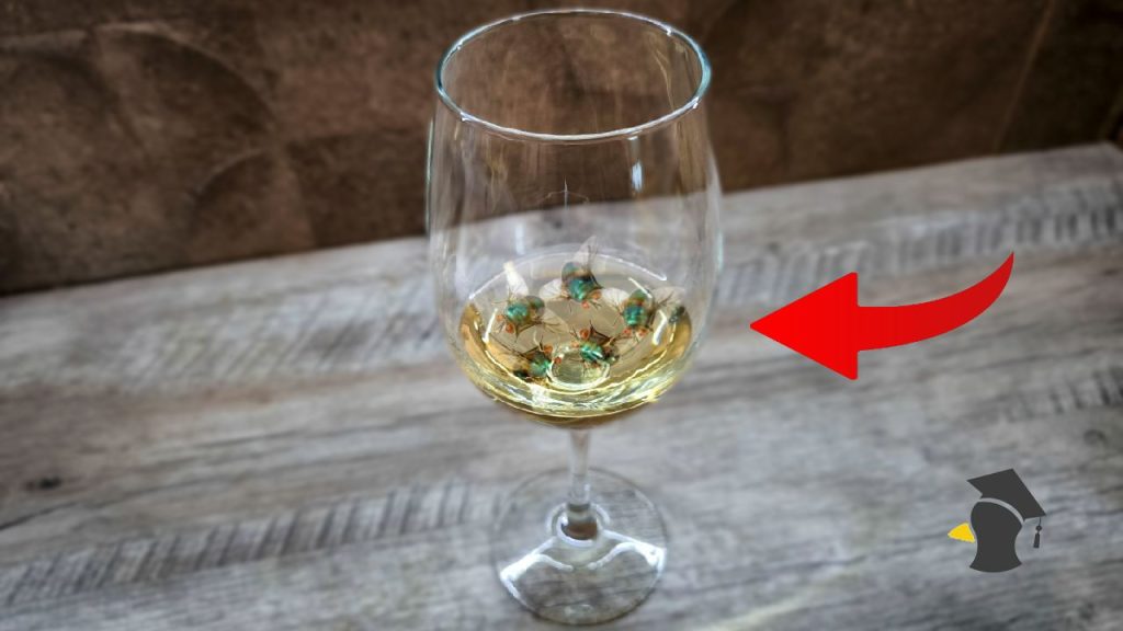 vinne musky vo vine.jpg