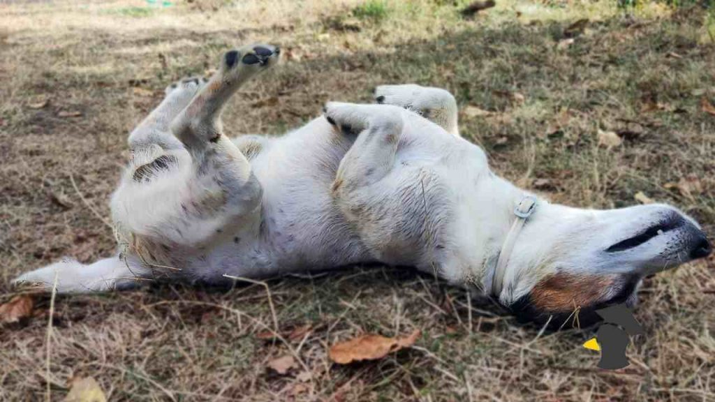 Vieš, prečo sa pes vždy vyváľa v tom najhoršom smrade? Pravda nie je taká, akú si myslíš