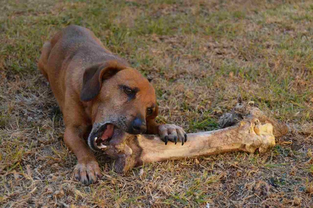 Veterinár varuje: Nie všetky kosti sú pre psov bezpečné. Niektoré im môžu doslova roztrhať črevá!