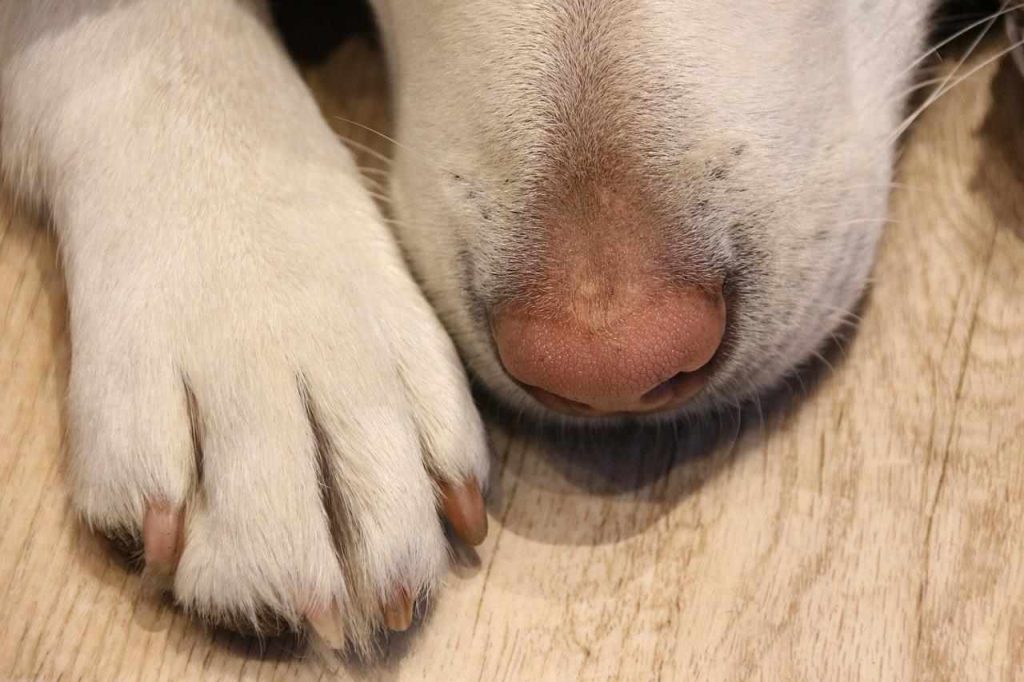 Väčšina psíčkarov toto prehliada. Časté olizovanie labiek je príznakom tejto vážnej infekcie, varuje veterinár