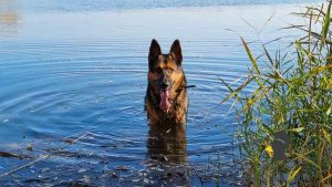 pes horucava hra prehriatie voda