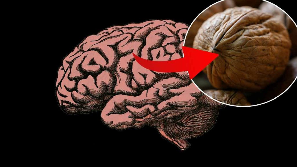 mozog a vlasske orechy_1