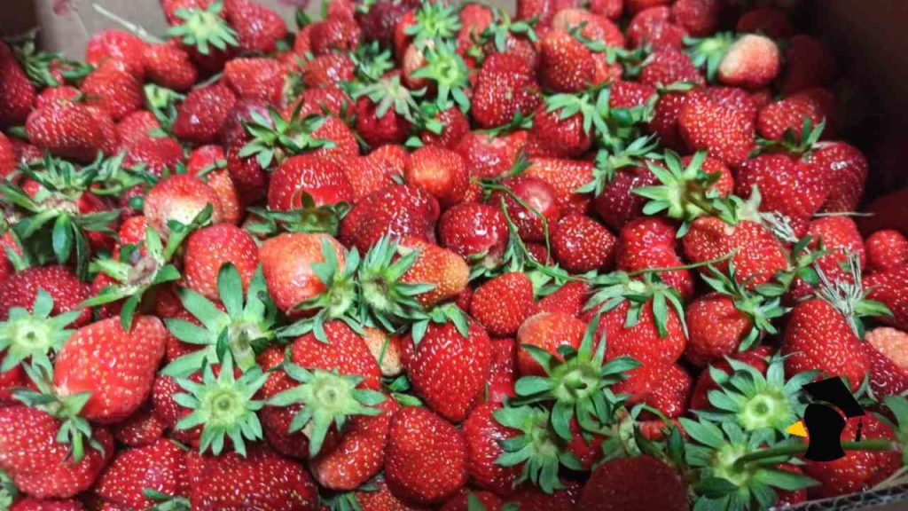 Myslíš si, že stačí opláchnuť jahody vodou? Robíš chybu, ktorá ničí ich chuť aj trvanlivosť