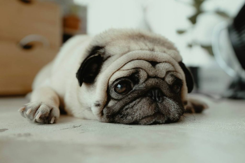 pes mops