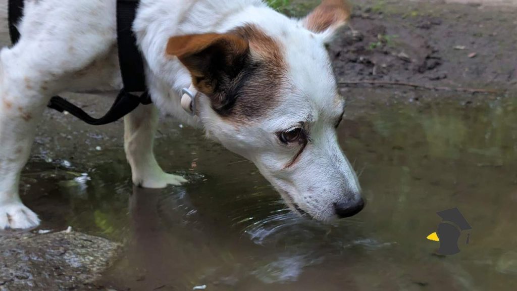 Vieš, prečo pes môže piť vodu z mláky a nič sa mu nestane? Človeka by dúšok takejto vody rýchlo skolil