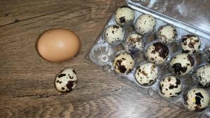 prepeličie vajíčka1