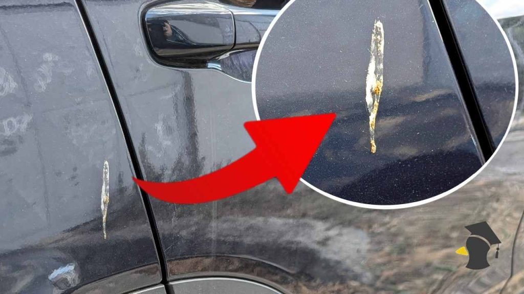 Môže vtáčí trus poškodiť lak tvojho auta? Väčšina šoférov netuší, čo sa s ním v skutočnosti deje