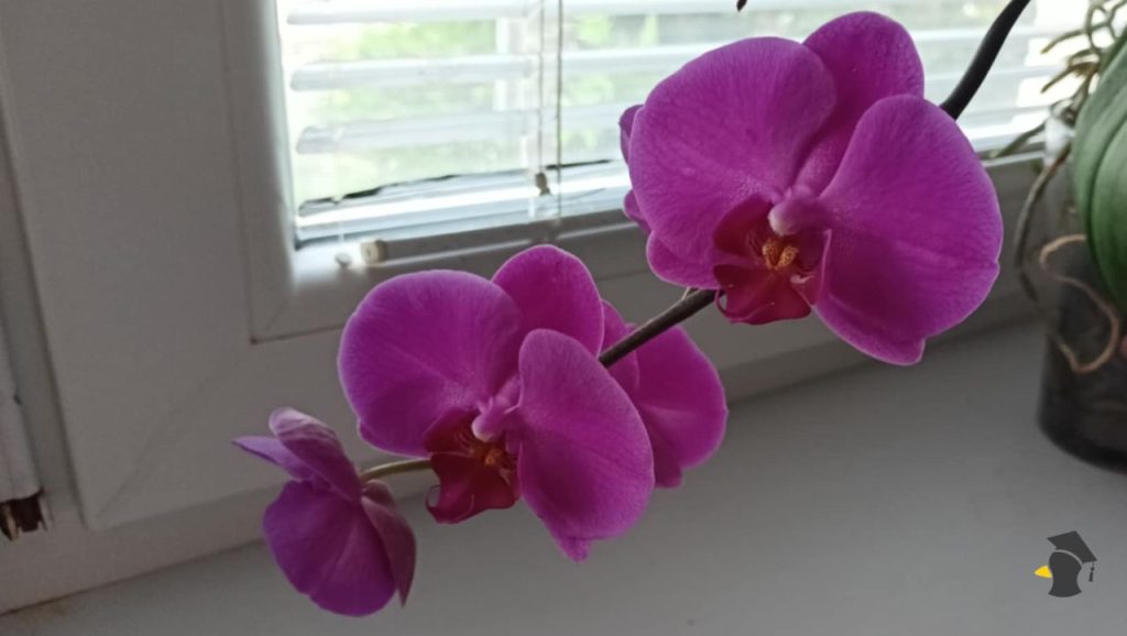Tvoja orchidea nechce kvitnúť? Tieto kroky jej môžu pomôcť!