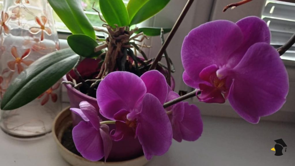 Orchidea ti chradne pred očami? Skús vodu z uvarených vajec, ale pozor na jednu chybu