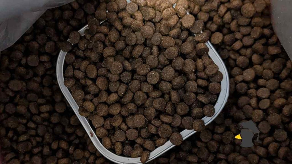 Granule pre mačky: Kompletný sprievodca suchým krmivom