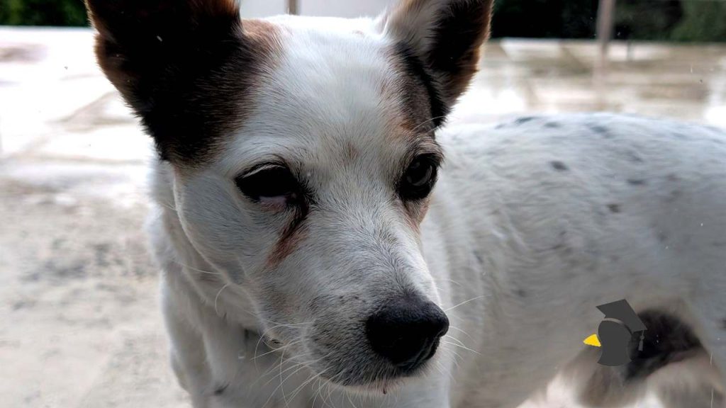 Šteká tvoj pes ako zmyslov zbavený, keď je sám doma? Veterinár prezradil, ako môžeš vyriešiť separačnú úzkosť