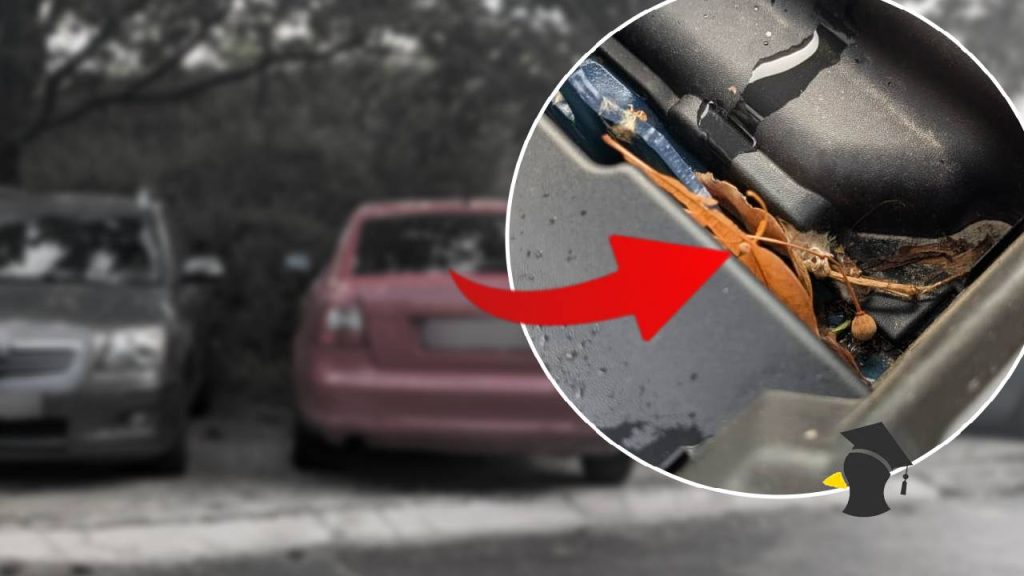 Známy autíčkár prezradil, ako ti parkovanie pod stromami pomaly ničí auto, ak zanedbáš túto jednoduchú údržbu