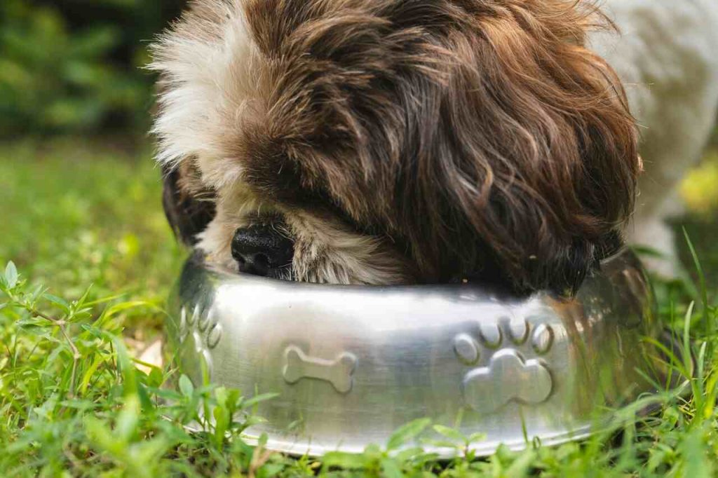 Veterinár prezradil, ako správne pripraviť jedlo pre psa. Tieto chyby robí väčšina majiteľov každý deň