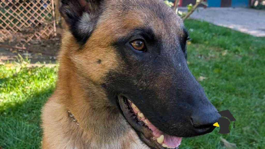 Veterinárka prezradila, prečo by tvoj pes nikdy nemal jesť mačacie granule. Táto bežná chyba mu môže skrátiť...