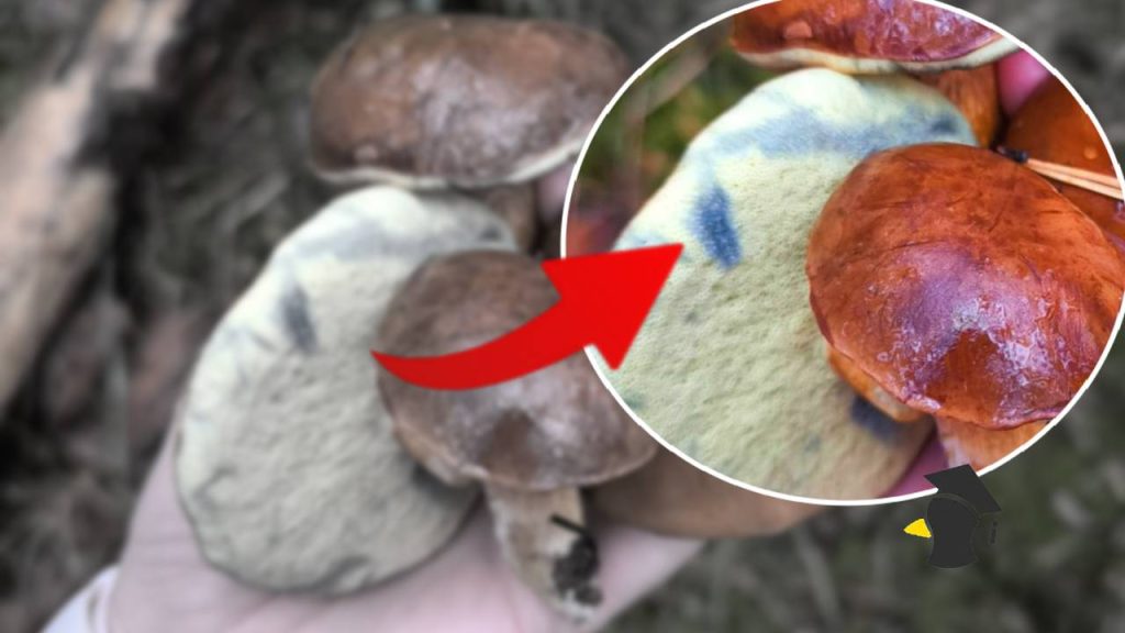 Vieš, prečo niektoré huby po narezaní zmodrejú? Mnohí si myslia, že ide o magické huby, no nie je to tak
