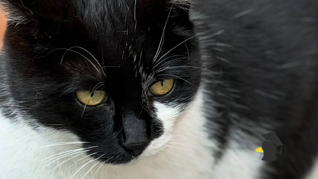 Nadmerné lízanie u mačky nie je len o hygiene, môže ti tým naznačovať tento problém