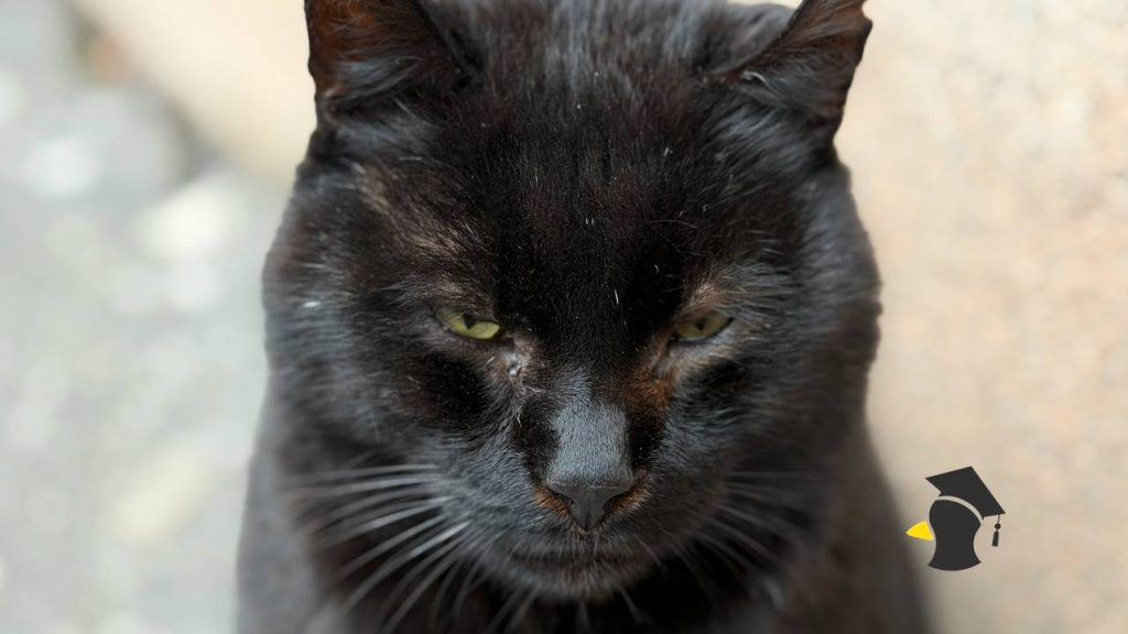 Budeme prepisovať učebnice. Genetická analýza odhalila skutočný pôvod mačiek. Pôvodný príbeh bol nesprávny