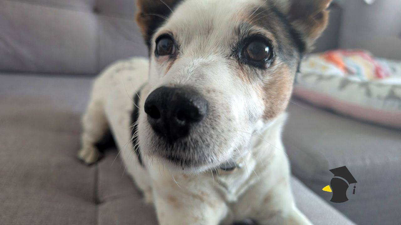 pes lezi na bruchu s labkami dopredu