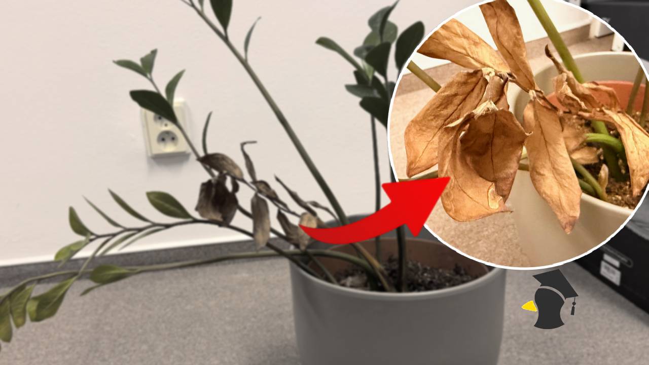 hnednutie listov rastliny