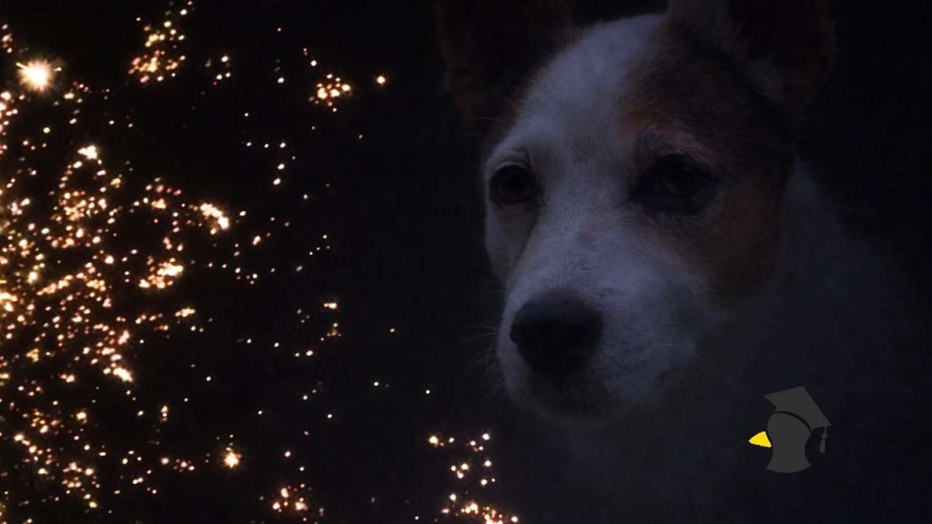 Tras, panika a úteky: Ako udržať svojich domácich miláčikov v pokoji a bezpečí počas ohňostrojov