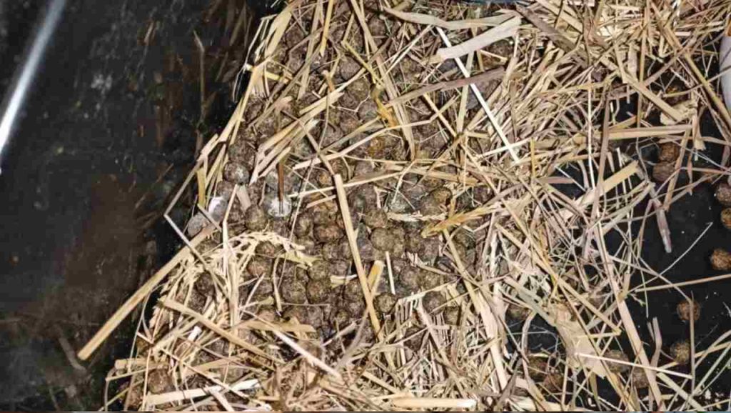 Pridaj do pôdy toto prírodné hnojivo a na jar ťa čaká záhrada, akú si ešte nemal