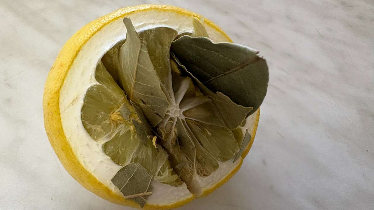 citron bobkový list