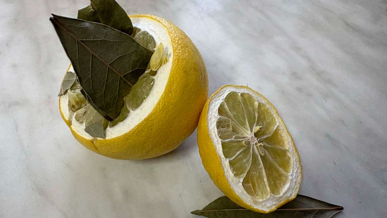 citron bobkový list