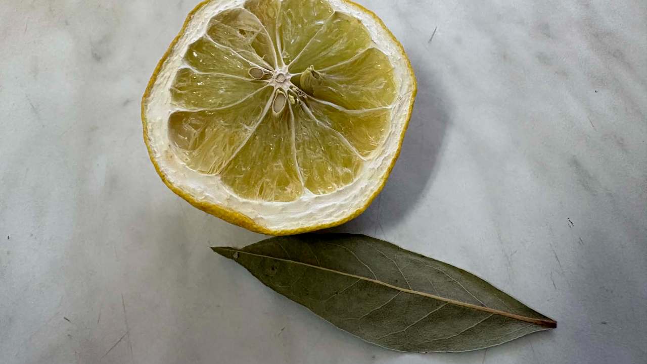 citron bobkový list