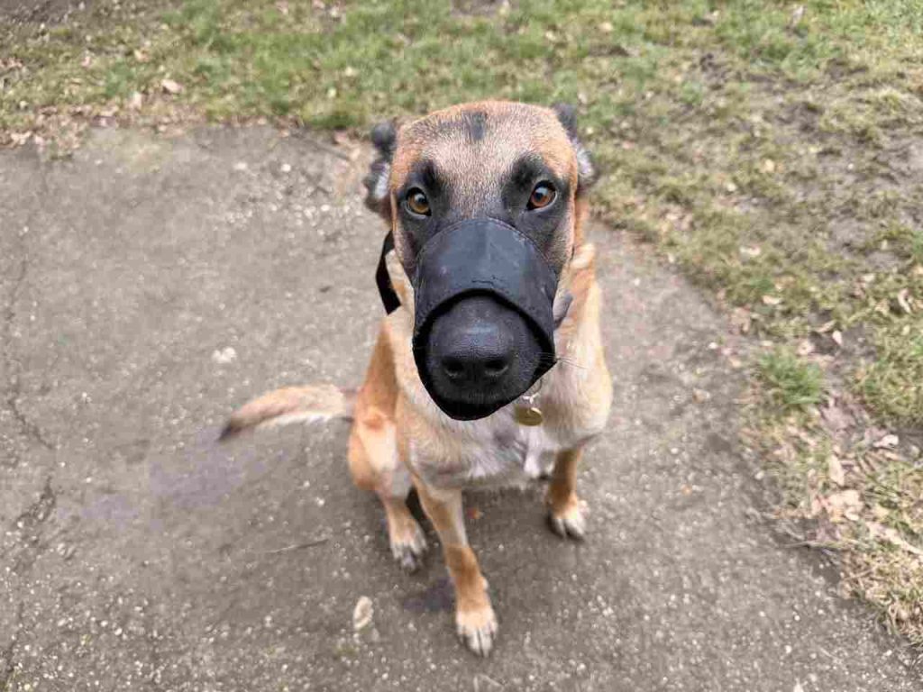 Ako naučiť psa nosiť náhubok? Tréner psov ukázal správny postup, prvý krok je kľúčový a mnohí ho podceňujú