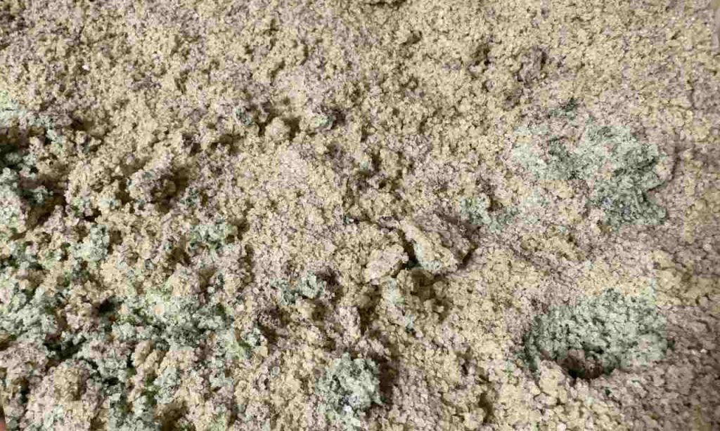 Ako si pripraviť soľ z medvedieho cesnaku? Tento jednoduchý trik ti pomôže uchovať jeho chuť na celé mesiace