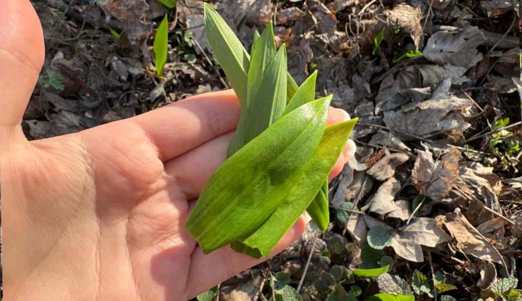 Medvedí cesnak rastie práve teraz, no mnohí ho mýlia s jedovatou konvalinkou. Takto ho bezpečne rozoznáš