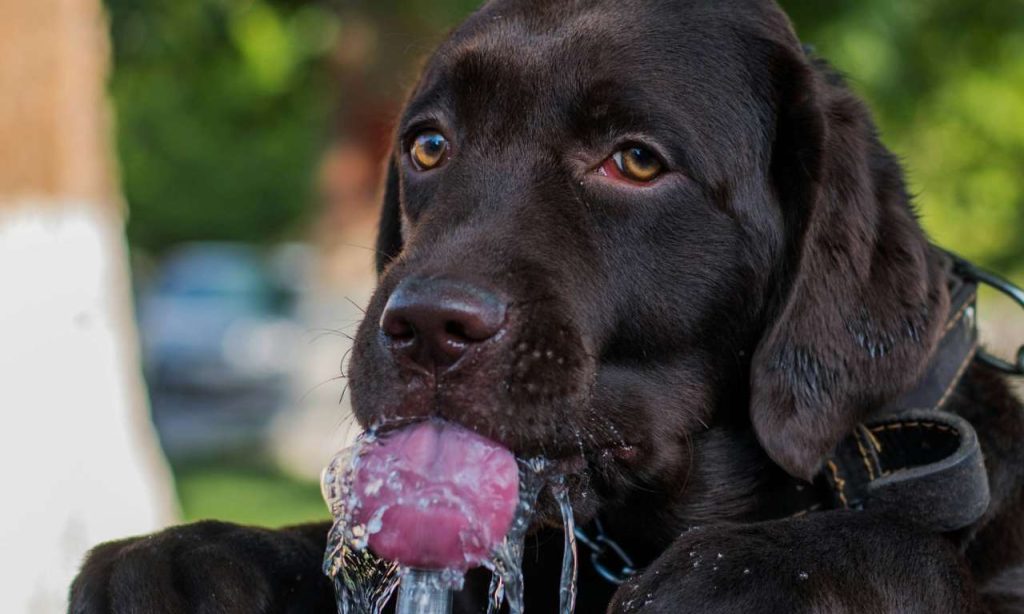 Ako zistíš, že tvoj pes alebo mačka pijú málo vody? Tieto príznaky by mal poznať každý majiteľ