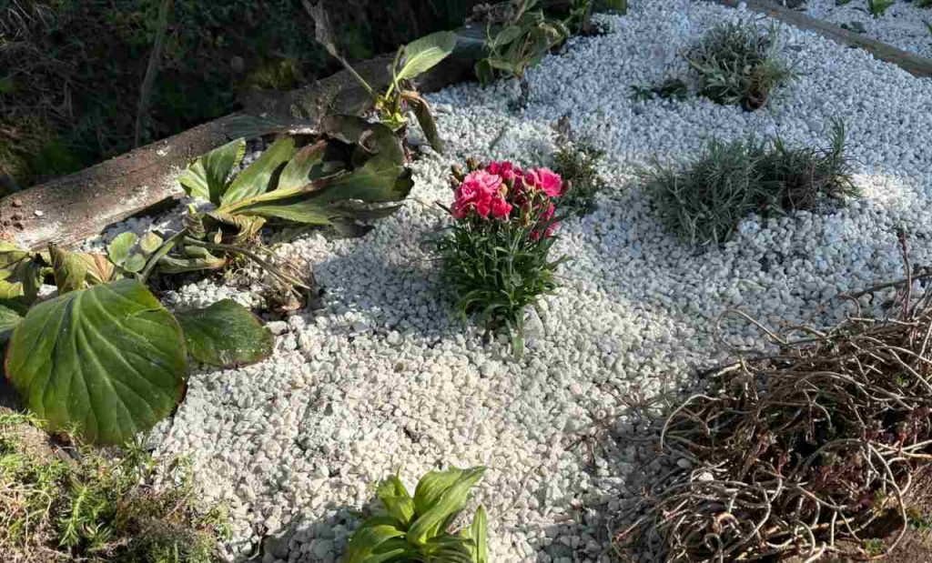 Záhradkári na tento trik nedajú dopustiť. Ak rastlinám dopraješ toto, odmenia sa ti rýchlym a silným rastom