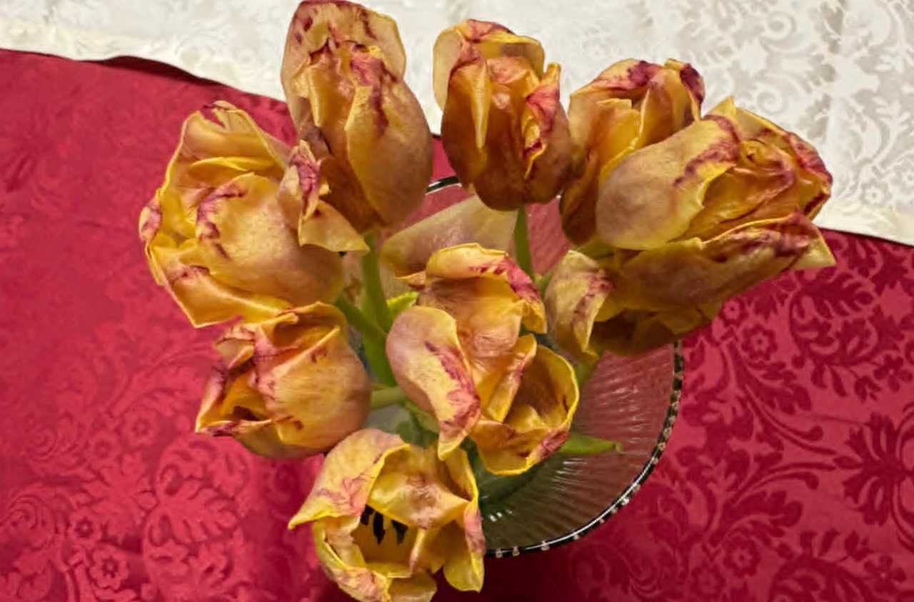 tulipány