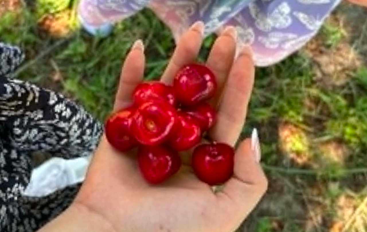 čerešne