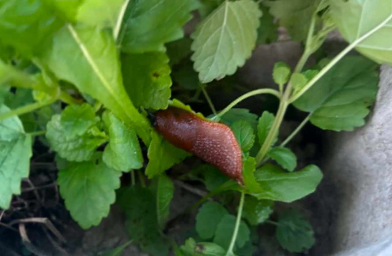 slimak rastliny