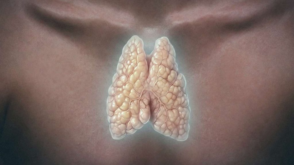 tymus organ.jpg