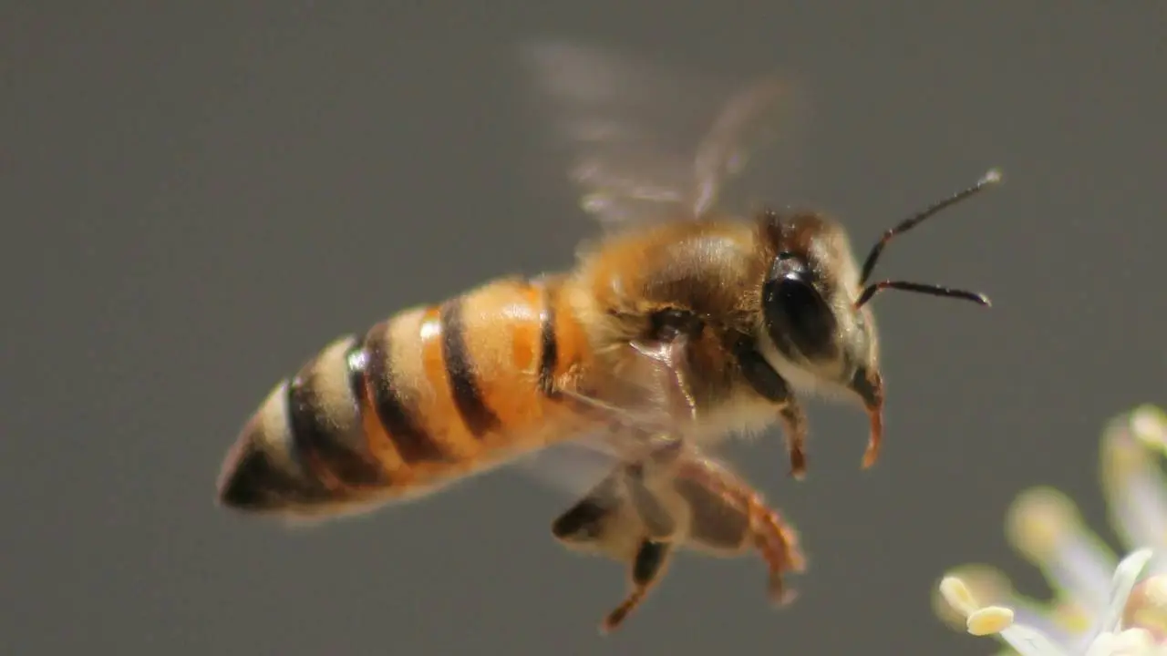 vcela bodnutie