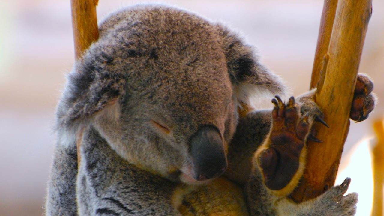 koala