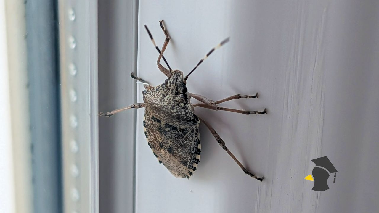 Na jeseň sa tlačia do domov a po rozpučení nepríjemne zapáchajú. Prečo máš zrazu všade bzdochy?