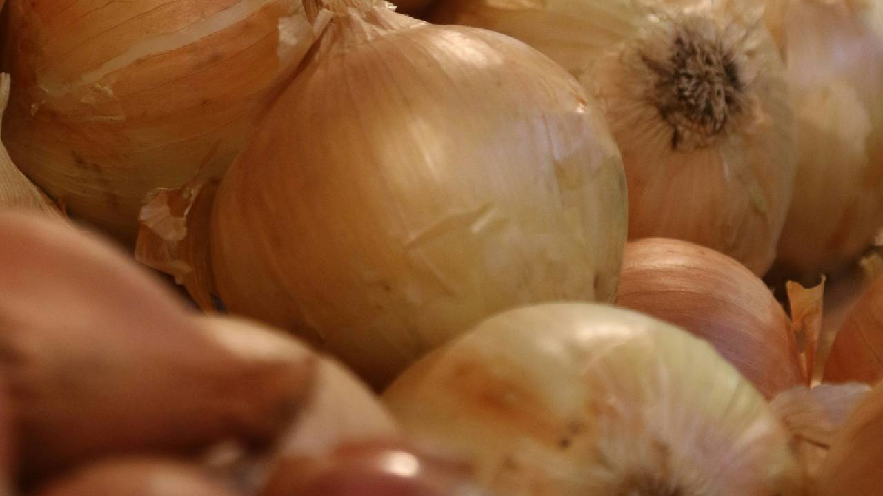cibula_2