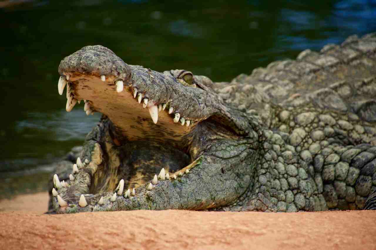 krokodil