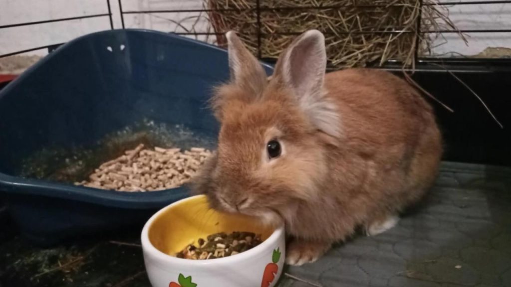 králik