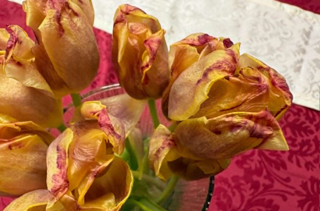 tulipány